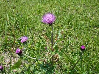 070526b.JPG