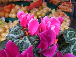 DSCF1530.JPG