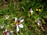 DSCF4520.JPG