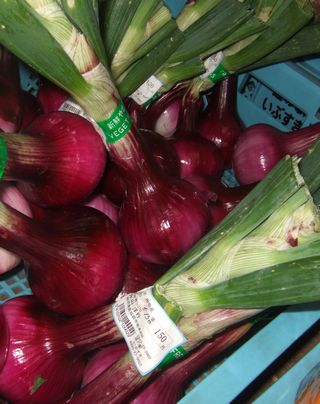 DSCF8297.JPG