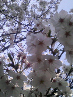 200704040908000.jpg