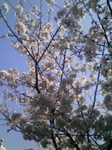 200704040912000.jpg