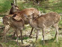 sika2.jpg